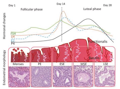 endometrium cycle pathology outlines